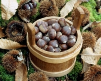 Castagne delo Turano
